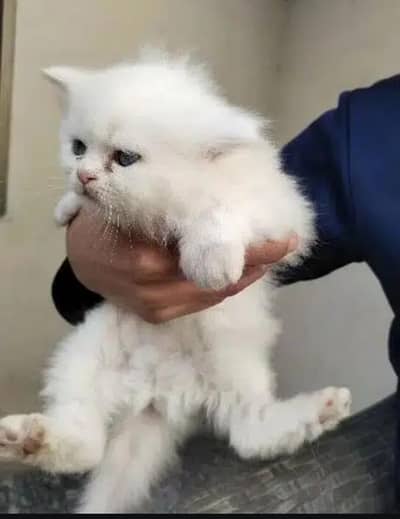 Persian triple coat kittens