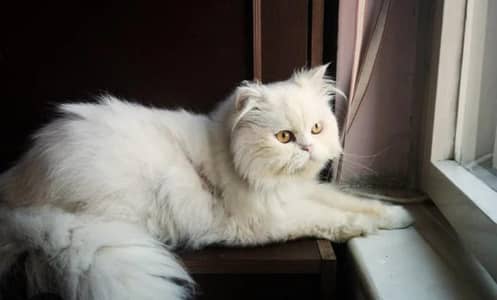 Healthy & Playful Persian Cat for Sale