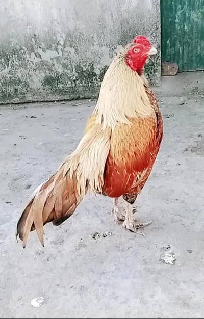 Mianwali aseel 0 size high quality murga cargo possible 03161510578