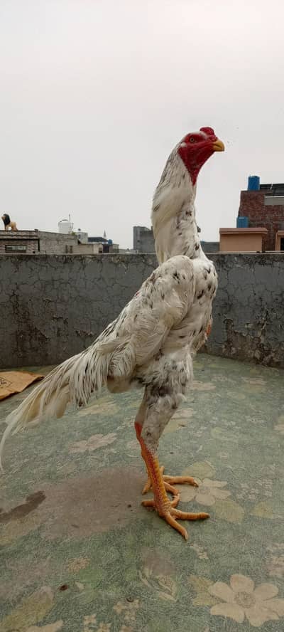 China Shamo quality chicks