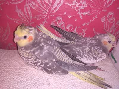 Cockatiel pair for hand tame