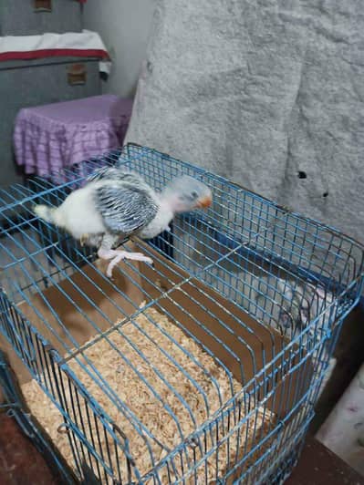 Mashallah Kashmiri raw Chicks