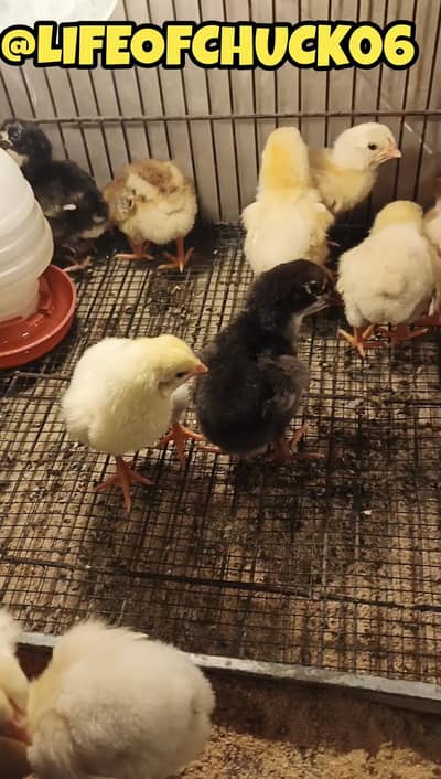 Japanese shamoo chicks