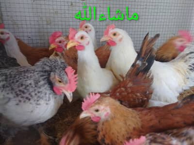 Fancy Chicks Male only