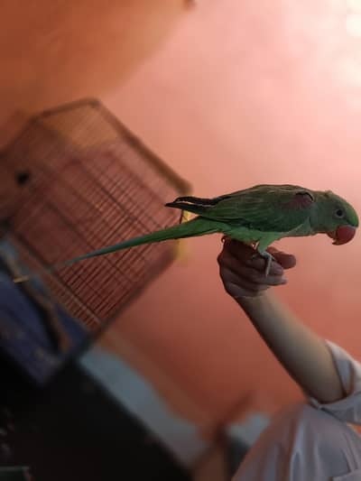 pahari kashmiri ring neck hand tamed baby or adult