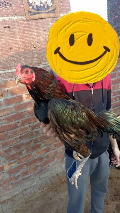 thai patha 10 months age black colour black nok nalli