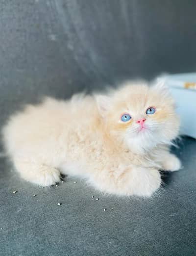 Pure Persian triple coated kittens for sale (adult cats on adoption)