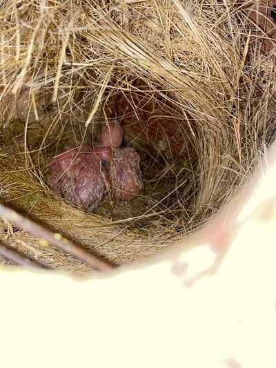 bugie breeder colony and love birds colony