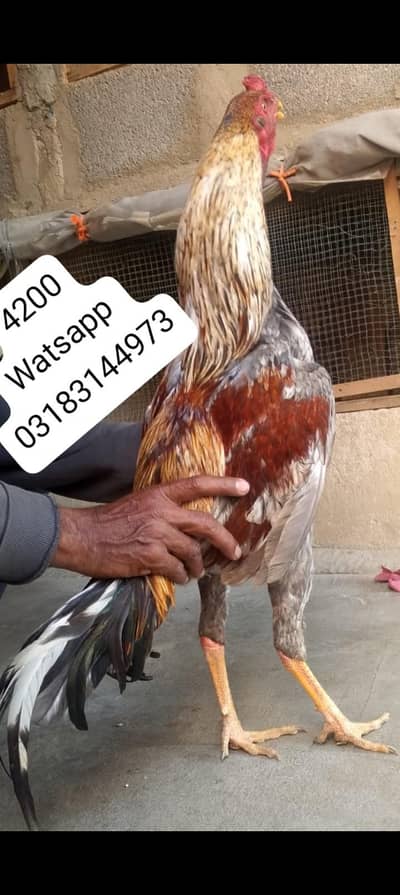 aseel murga | aseel murgi | murga