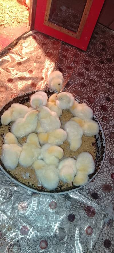 Paper white Oh Shamo chicks