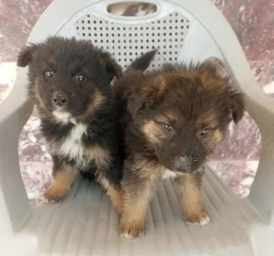 German shepherd puppies Male & female available