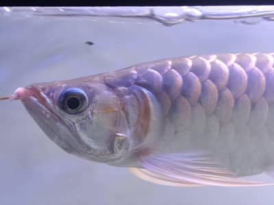 Super Red Arowana