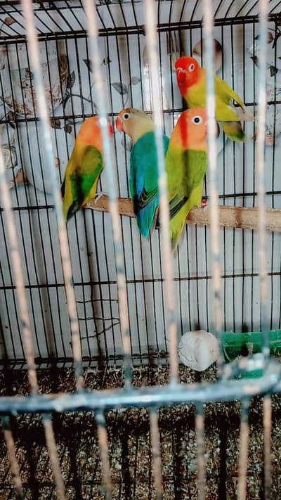 love birds parrot