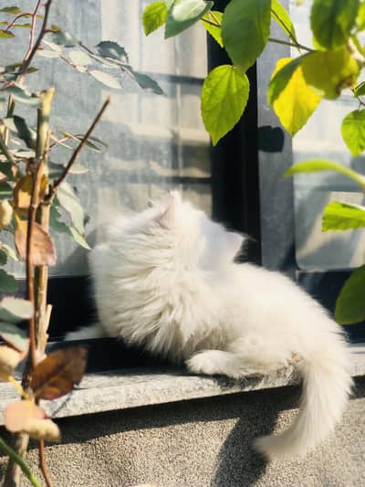 persian cat for sale