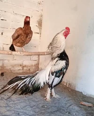 Miawali white jawa Aseel Murga