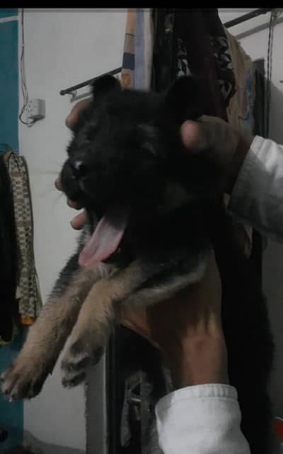 long Court German Shepherd puppy available