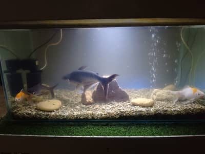 3ft Fish Aquarium with Pair of Shipping King & Blue Line – Complete Se