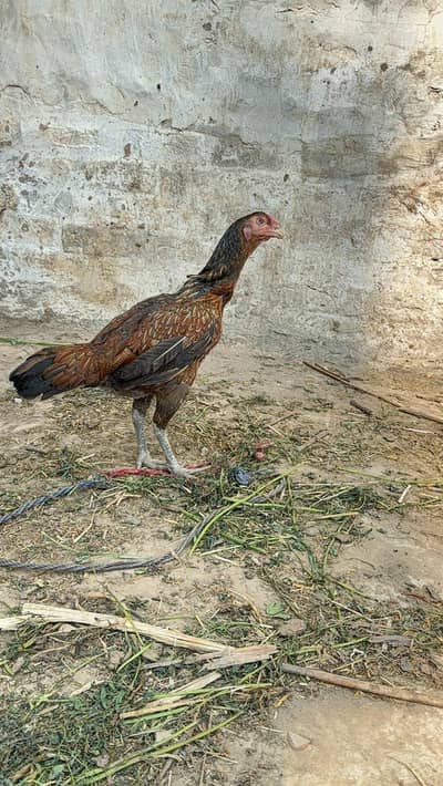 High quality Thai waite cross madi full mazboot andy di rhi hi