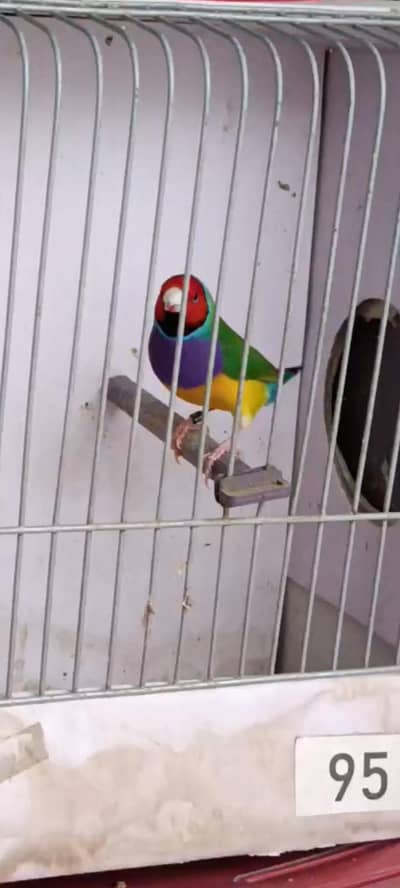 Lady Gouldian Exhibition Male