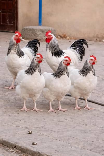 light Sussex 4.5 month age for sale