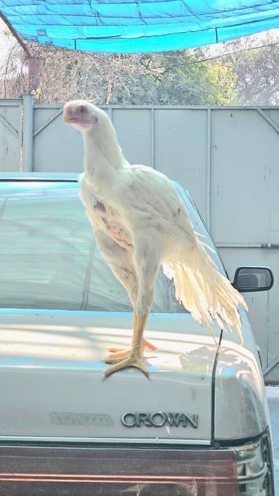 Indian Parrot | Parrot beak Male Pure Tamil nado | Coin Head Tampered