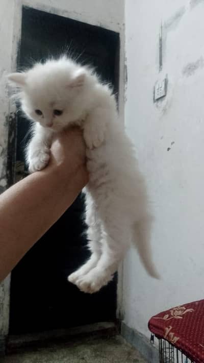 4 Persian kittens healthy and active little trained triple coated
