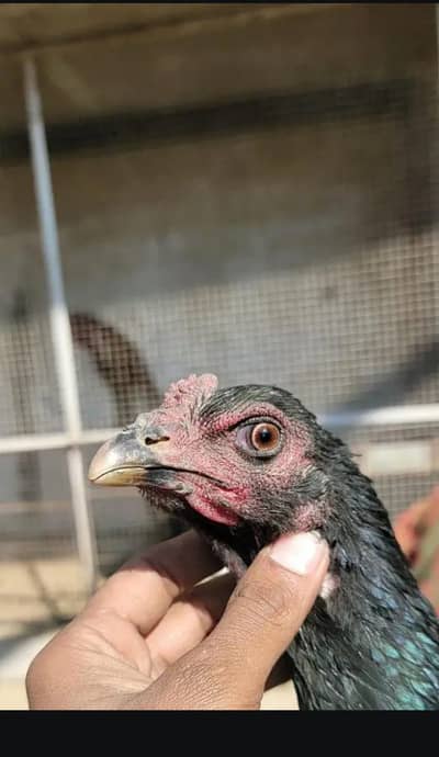 Pure dragon+pakoye aseel Madi