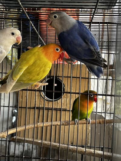 3 Pallid Pieces For SALE