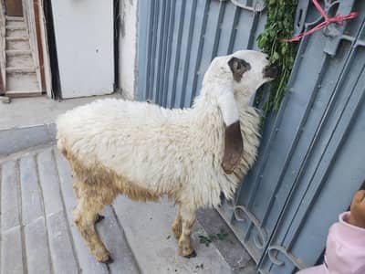 home bread h nawabsha ka dumba