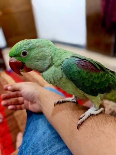 raw talking parrot | 0300#68120#43