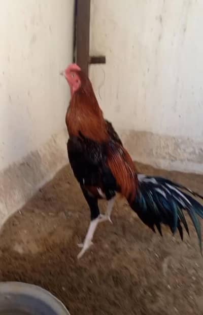 aseel pathay or one eyes breeder male Mia wali