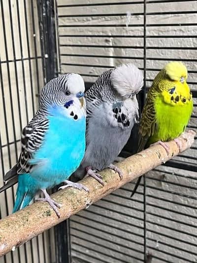I need 2 Pairs of Budgie Australian Birds