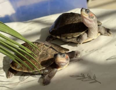 Healthy turtle babies for Sale