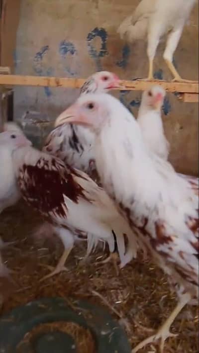 Yokohama red saddle adult pieces Ayam cemani black tongue pairs ava