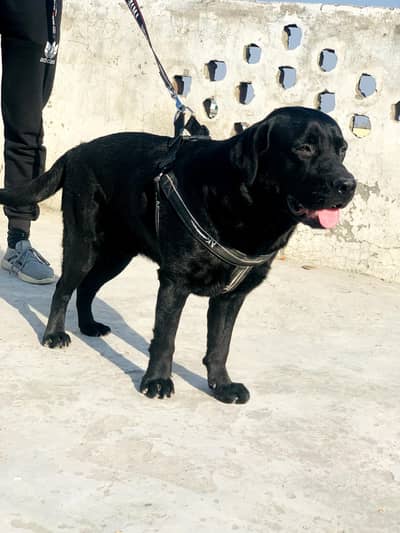 Labrador Dog Sale | Vaccinated & Healthy