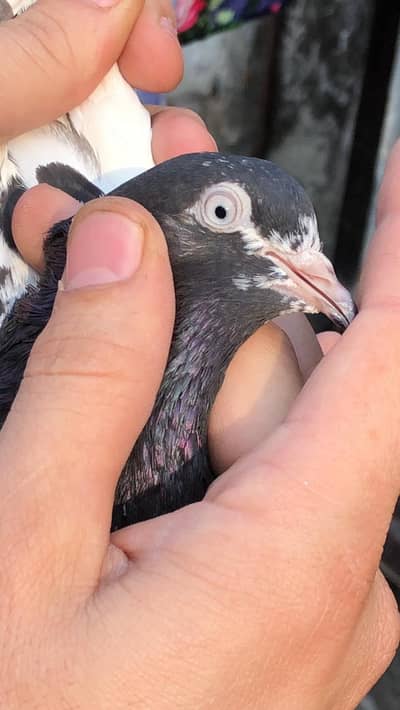 Rampuri cream ankho me pair for sale