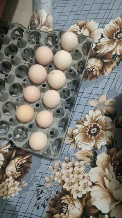 aseel heera eggs