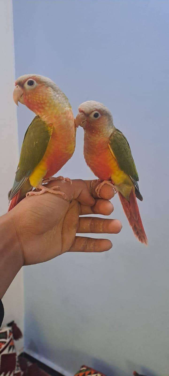 pineapple conure high red factor 0