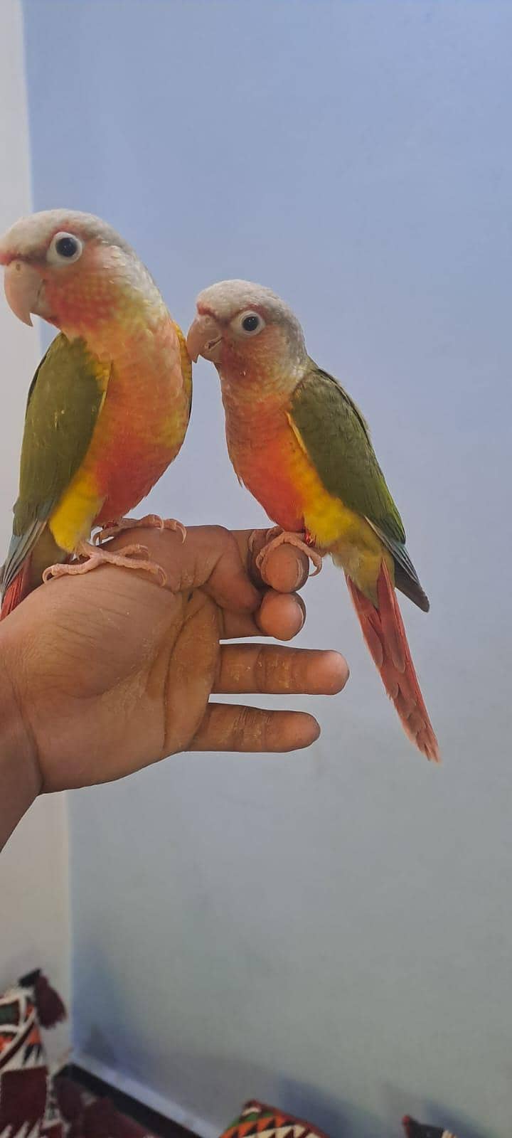 pineapple conure high red factor 1