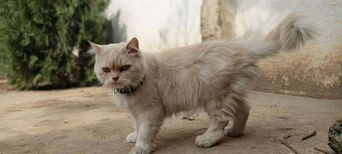 Persian cat