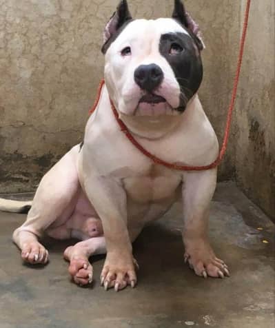 American bully puppies available