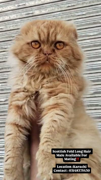 British shorthair and scottish fold