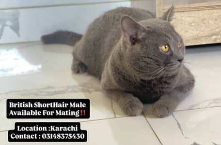 British shorthair and scottish fold