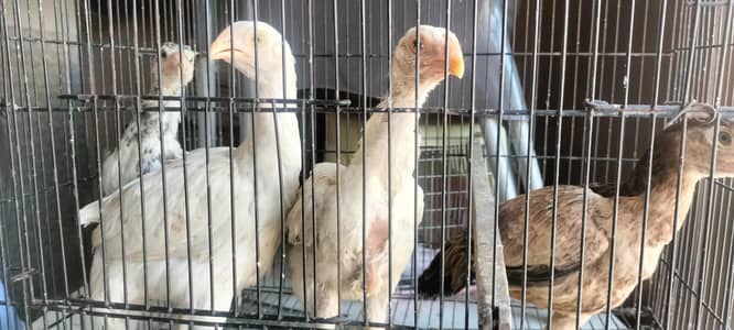 Beautiful Shamo Bread