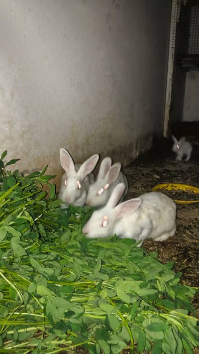 Rebbbit All age avilable