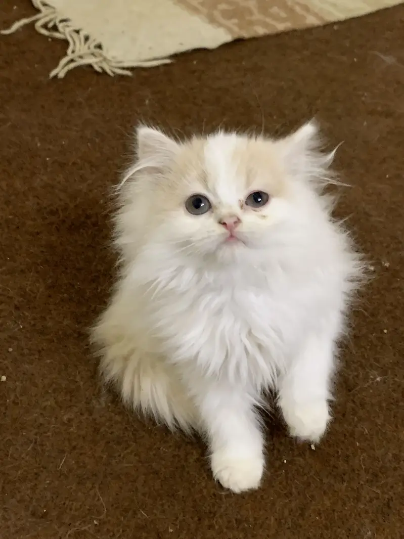 Persian kitten pair