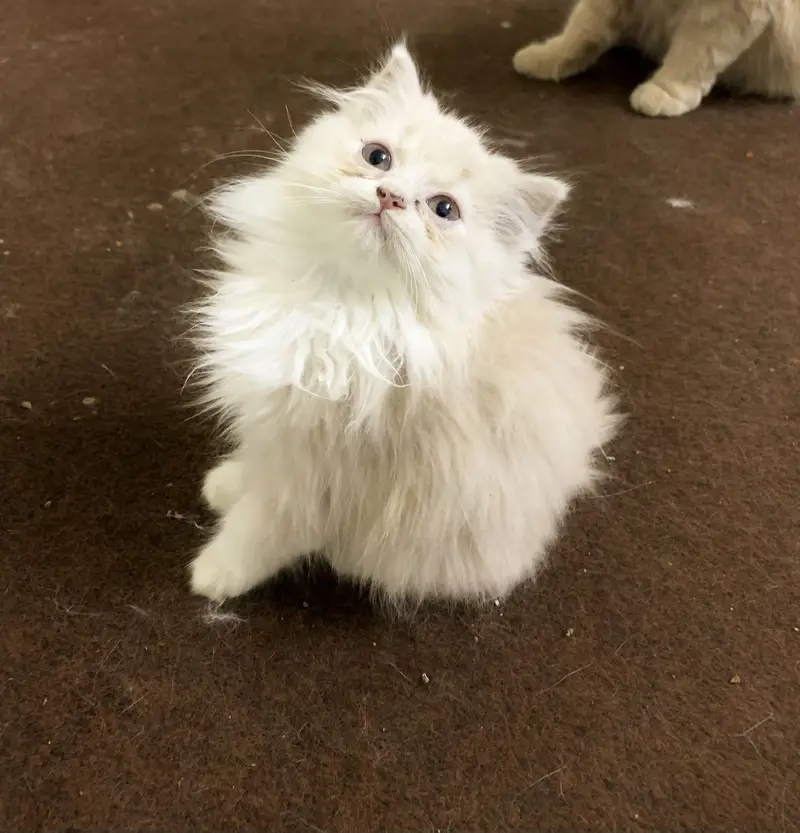 Persian kitten pair — photo 2