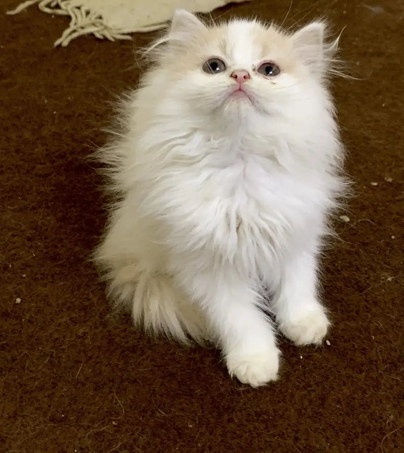 Persian kitten pair — photo 3