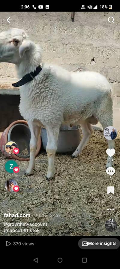 sheep KHARA 7 month actv play full