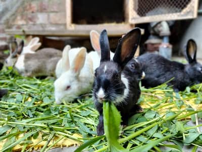 Sell Male and female rabbits 